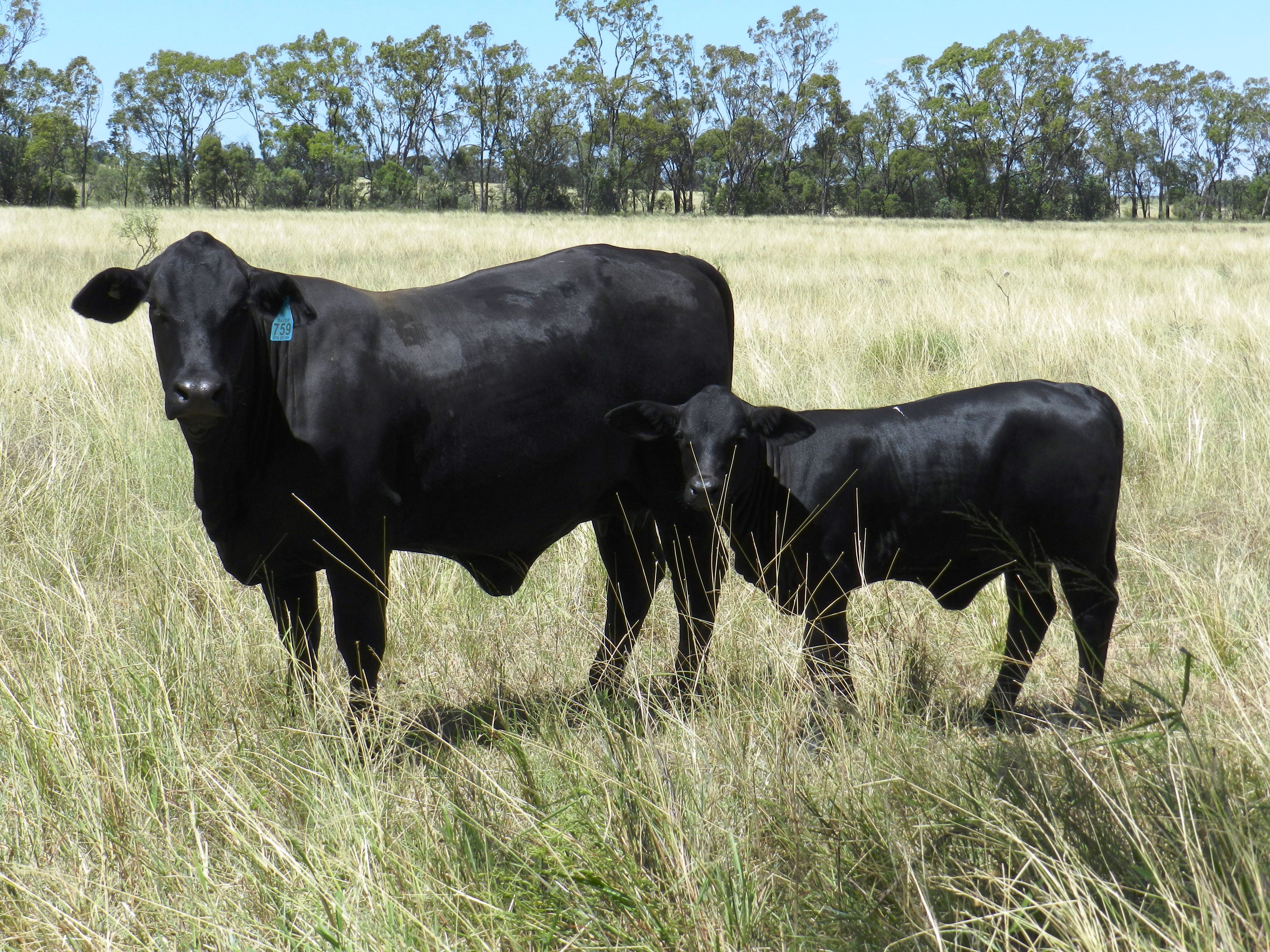 Elara Doris 3rd & calf (2018)
